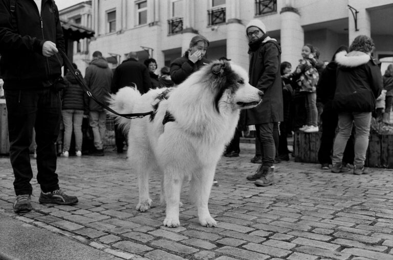 Laisse 250 cm chien : quel usage, quel gabarit ? 4 laisse chien